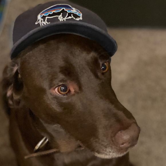 Meet your Posher, Rudy - Picture 1 of 1